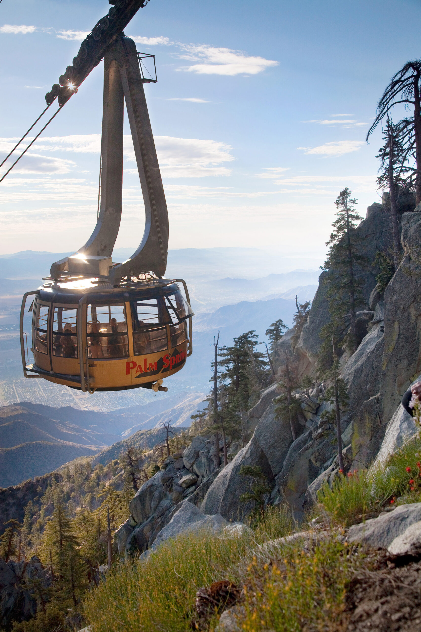 dog-activities-aerial -tramway